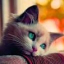 Tumirlenk adlı kullanıcı